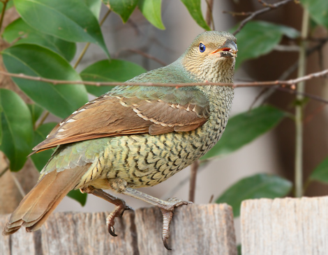 satin-bowerbird110731_4840.jpg