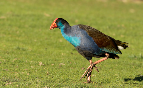 Purple-swamphen110714_1672sigB.jpg