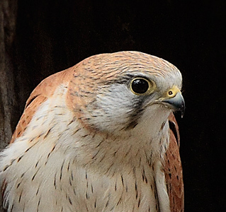 nankeen-kestrel110823_6746.jpg