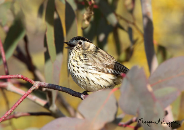 speckled-warbler110814_5894.jpg