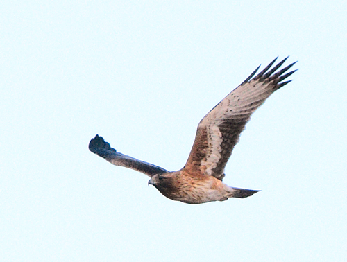 raptor_5510.jpg