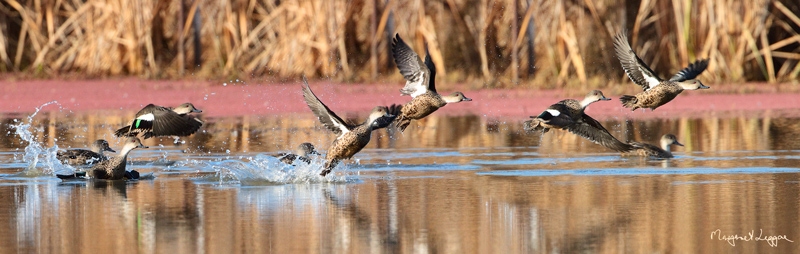 Grey-teal-flight110812_5573-5.jpg