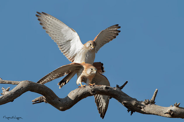 nankeen-kestrels-mating110827_7220C.jpg