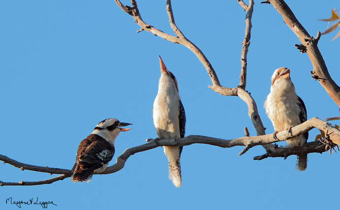 kookaburras110926_2589B.jpg