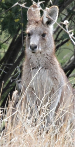 Kangaroo and groomer Tidbinbilla.jpg