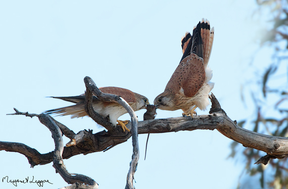 nankeen-kestrel-mouse-exchange110916_0772.jpg
