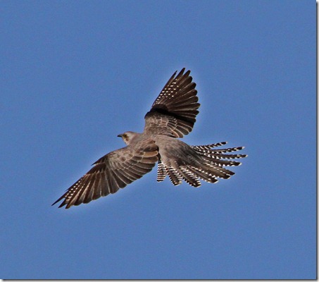 Pallid Cuckoo(DrakeBrockman Dr)