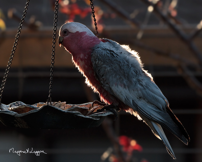baby-galah110921_1422.jpg