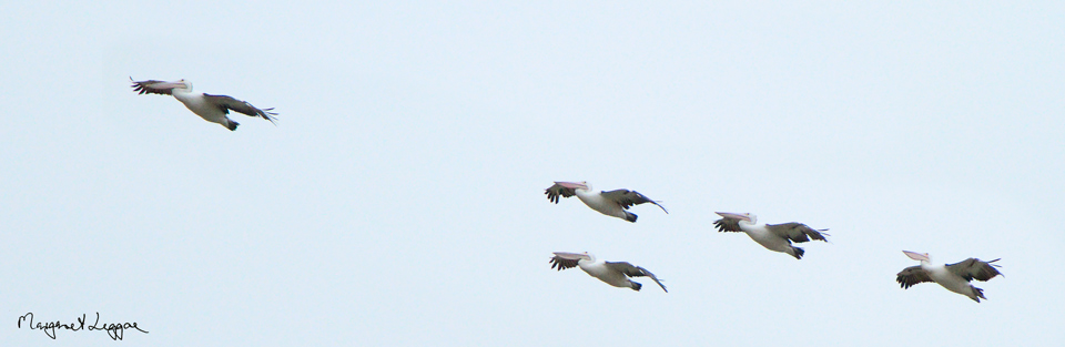 Pelicans110924_2467.jpg