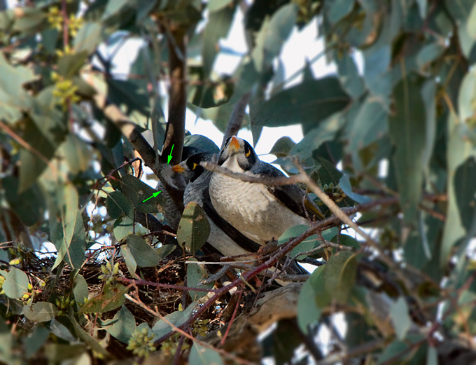 noisy-miners(3)-at-nest110921_1169.jpg