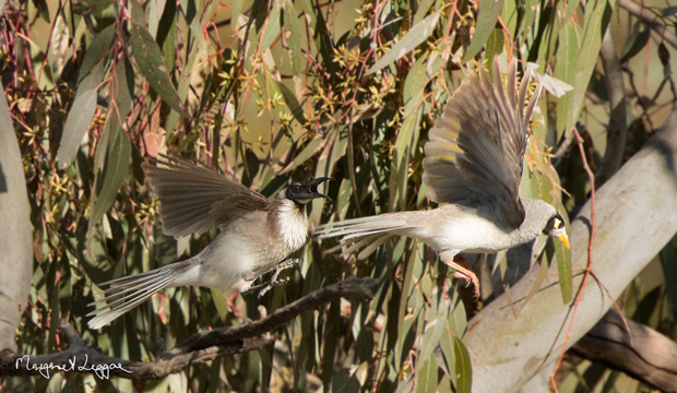 noisyFB_noisy-miner110918_0850.jpg