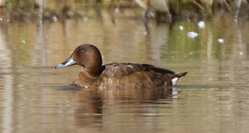 duck110912_9920.jpg