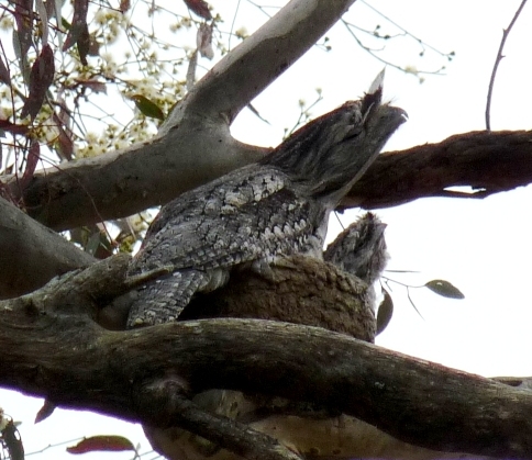 Tawny Frogmouth & chick CPark.JPG