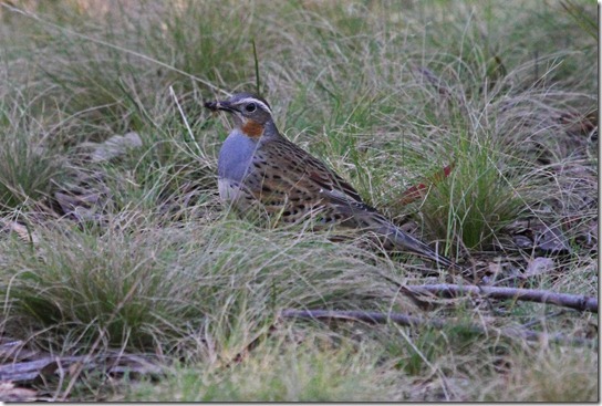 Spotted quail Thrush(female)