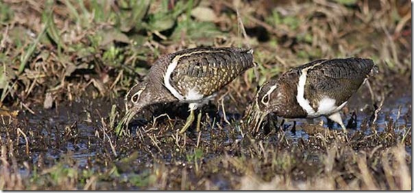 Painted_Snipe_MG_5946_Jerra