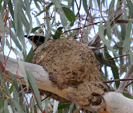Red Wattlebird in mudnest Mulligans.JPG