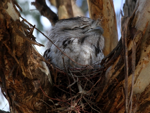 Tawny Frogmouth NamadgiVC-2.JPG