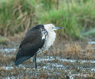 white-faced-heron111004_4037B.jpg