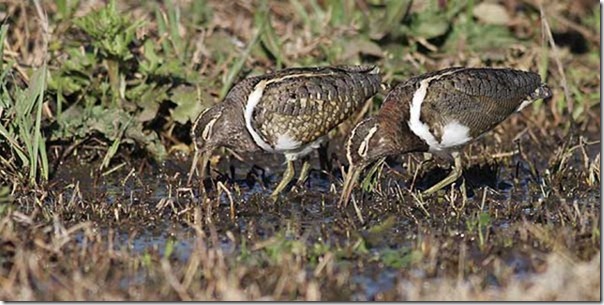 Painted_Snipe_MG_5956_Jerra