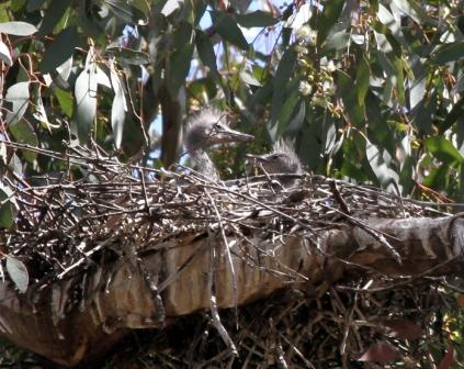 White-faced Heron Chicks CampbellPark.JPG
