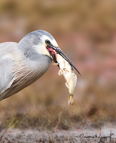 WFheron_fish111005_4643crop.jpg