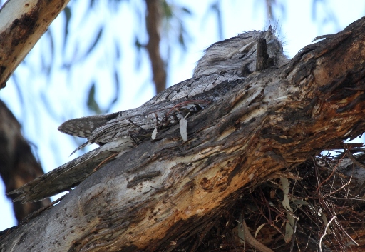 Tawny Frogmouth NamadgiVC-1.JPG
