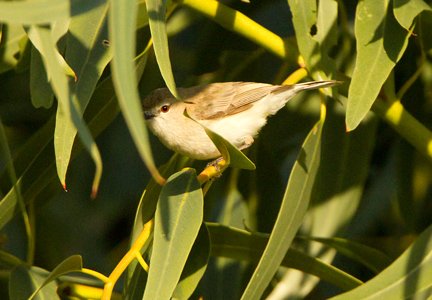 western-gerygone110717_3297.jpg