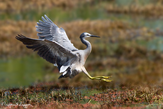 white-faced-heron111003_4016.jpg
