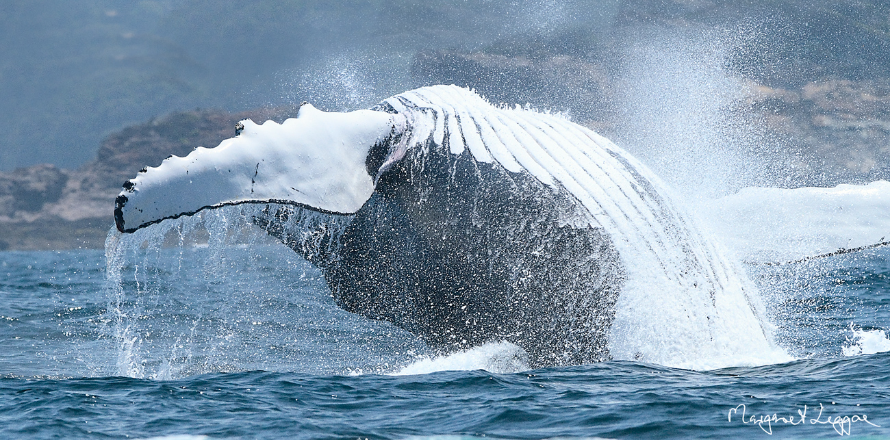 hump-backed-whale111024_8653b.jpg