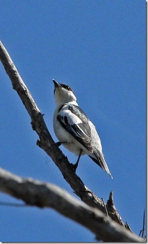 430 white winged triller-3