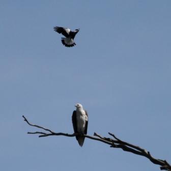 White-bellied Sea-eagle ThawaSW.JPG