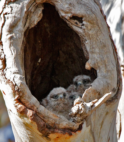 3NKchicks111106_0911small.jpg