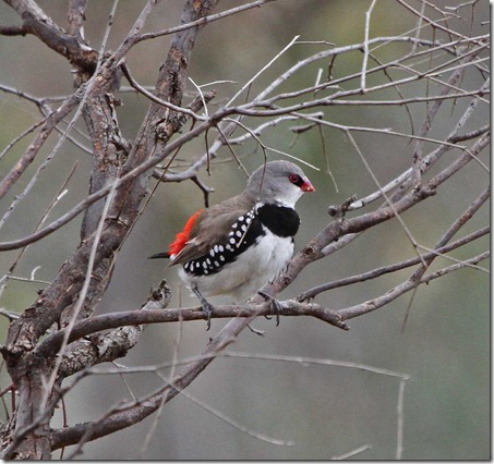 Diamond firetail