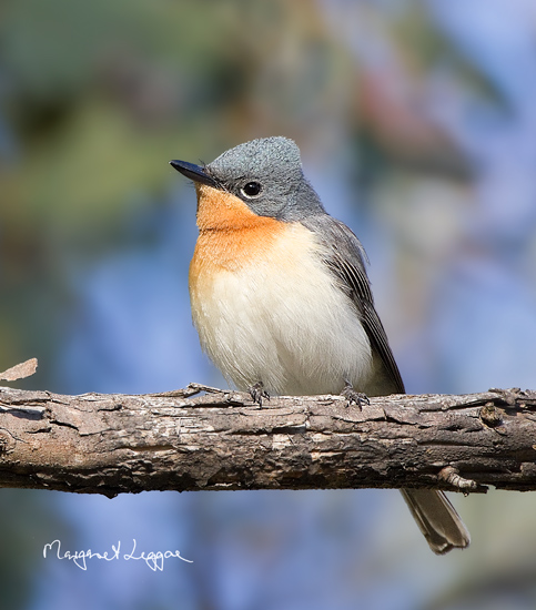 leaden-flycatcher-female111229_7493.jpg