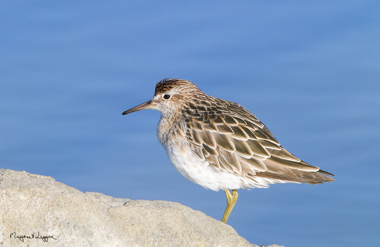 Sharp-tailed-sandpiper111202_5000.jpg