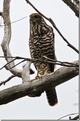 Brown Goshawk (juvenile)
