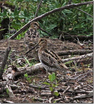 170 Lathams Snipe-17_edited-2