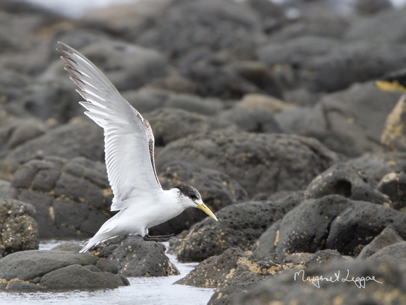 crested-tern-flight_4856-copy.jpg