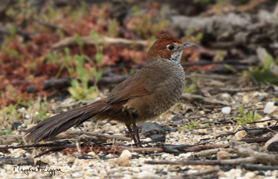 rufous-bristlebird4610-copy.jpg