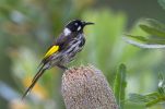 New Holland Honey?eater