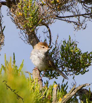 little-grassbird-sig111202_5237-copy.jpg