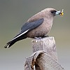 Dusky Woodswallow with European Wasp