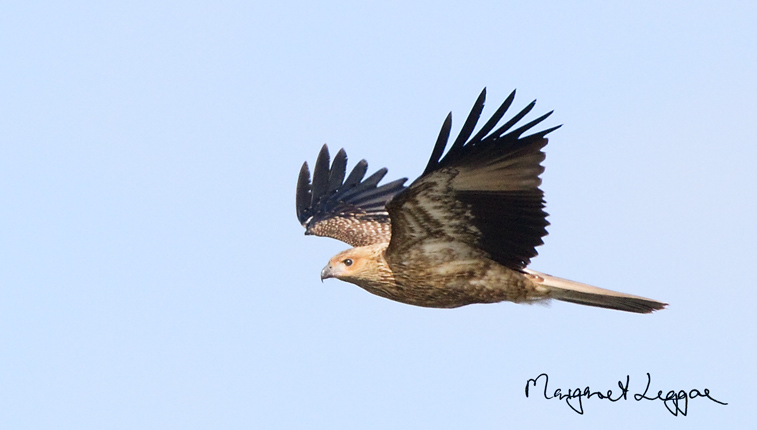 whistling-kite111202_5209b.jpg