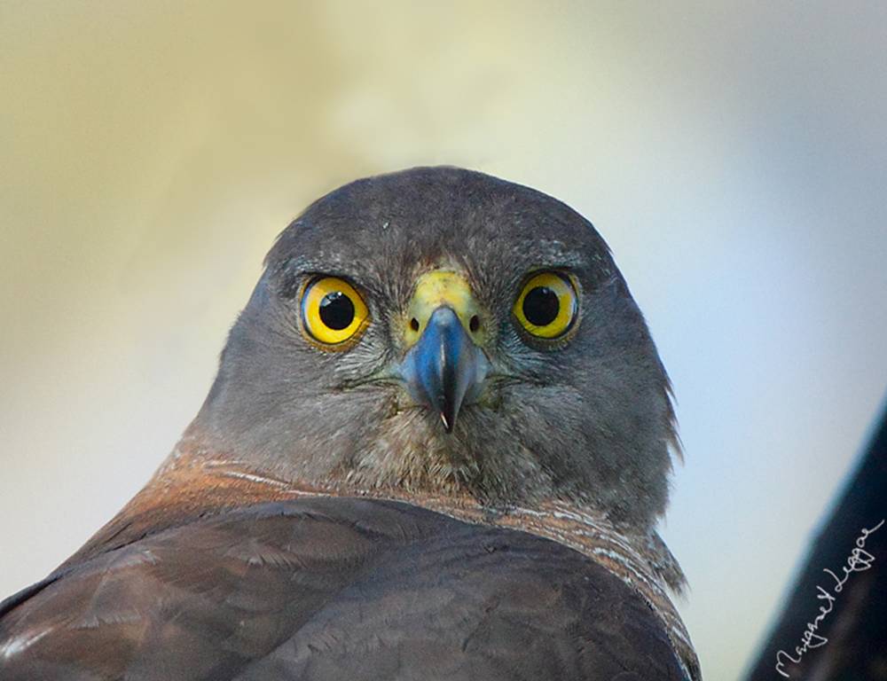 brown-goshawk101118_6859-copy.jpg