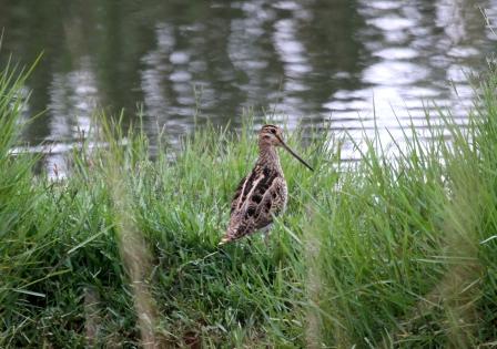 Latham's Snipe Jerra.JPG