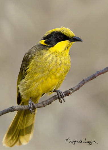 Yellow-tufted-honeyeater111128_4567-copy.jpg