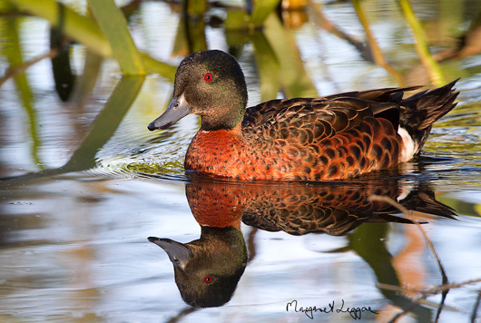 chestnut-teal111205_6540.jpg