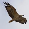 Sea Eagle?