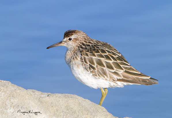 Sharp-tailed-sandpiper111202_5000-copy.jpg