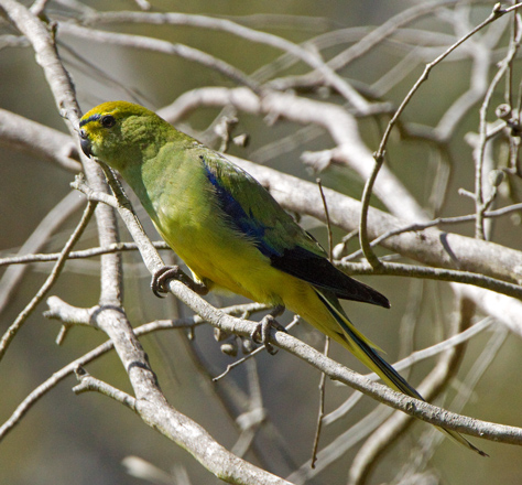 blue-winged-parrot111130_4755.jpg